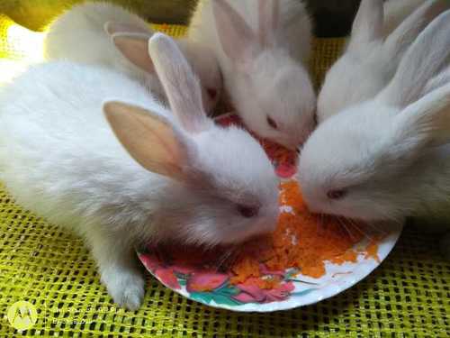 Healthy Live White Rabbits Gender: Male