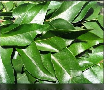 Green Fresh Curry Leaves Grade: Premium