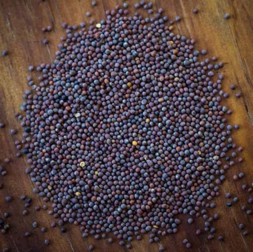 Black Mustard Seed (Rayda Or Sarson)