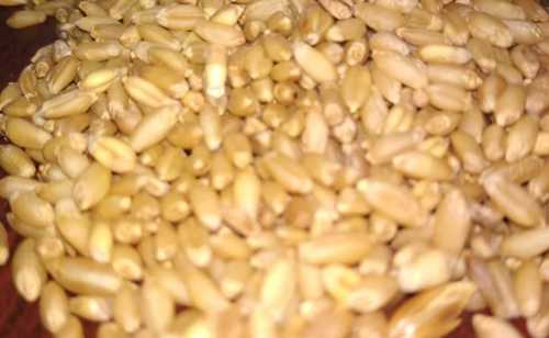 Pure Organic Agriculture Wheat