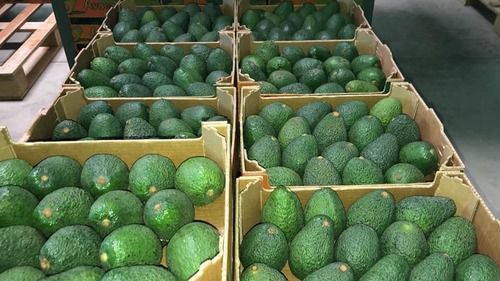 Dark Green - Colored Fresh Hass Avocado Fruit