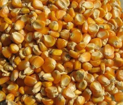 Common Fresh Natural Yellow Maize