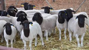 Black/White Live Healthy Dorper Sheep