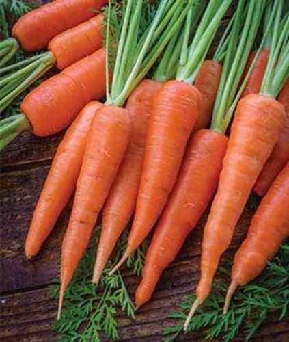 Normal Pesticides Free Fresh Carrot