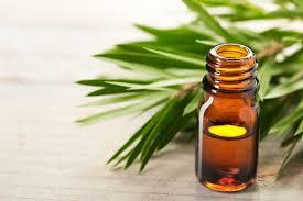 Tea Tree Essential Oil Odour:: Fresh Camphoraceous Odor