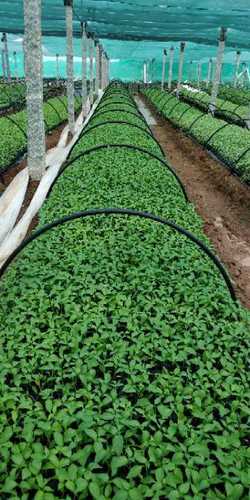 Chilli Plant For Farming