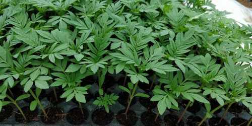 Fresh Green Marigold Plant