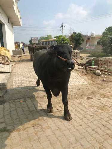 High Breed Murrah Buffalo