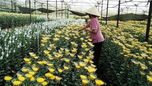 Agricultural Greenhouse Consultant Services