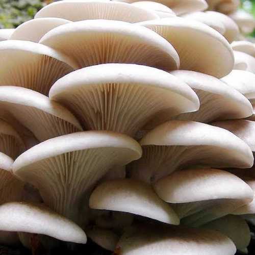 White Fresh Natural Oyster Mushroom