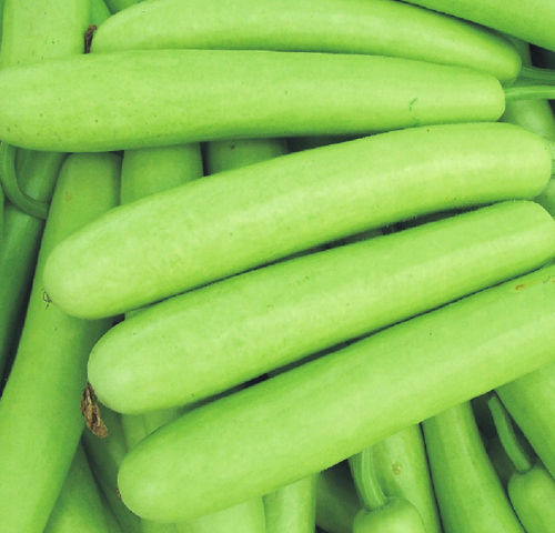 Seasoned Garden Fresh Bottle Gourd