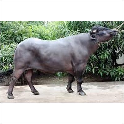 Healthy Black High Milk Yielding Murrah Buffalo