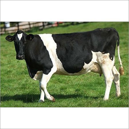 Healthy Holstein Friesian Cow for High Milking Production