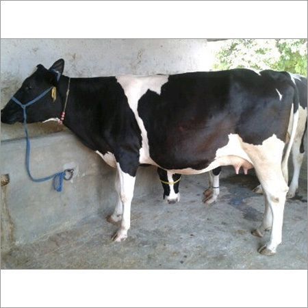 High Fertility Black White Holstein Friesian Cow