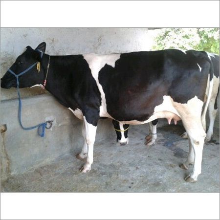 High Fertility Black White Holstein Friesian Cow Gender: Female