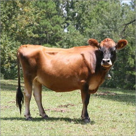 Indian Jersey Cow For Dairy