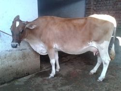 Jersey Cow For Dairy