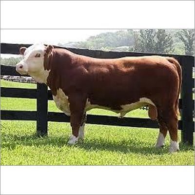 Strong Body Dairy Holstein Friesian Bull