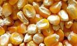 Common Export Quality Yellow Maize