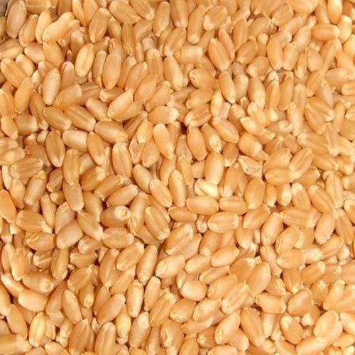 Finely Processed Sharbati Wheat