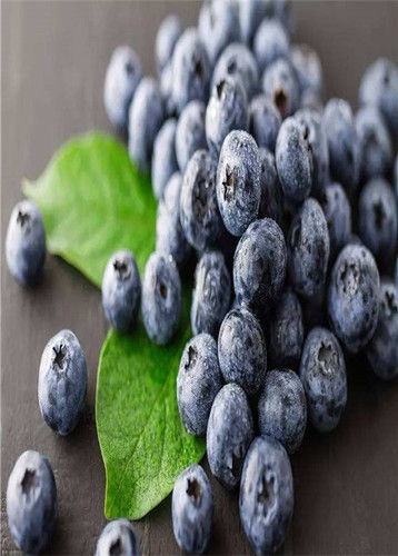 Herbal Bilberry Extract, Plant