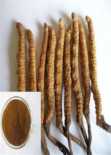 Herbal Cordyceps Extract Powder Purity(%): Highly