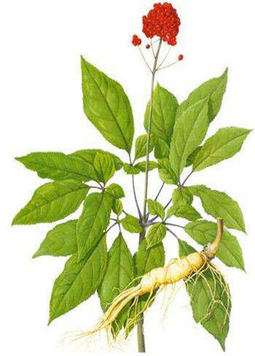 Herbal Ginseng Plant Extract