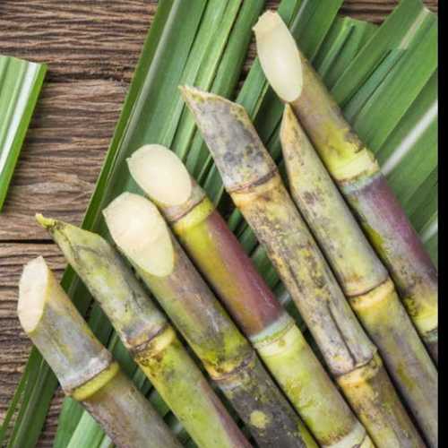 Sweet Taste Sugarcane