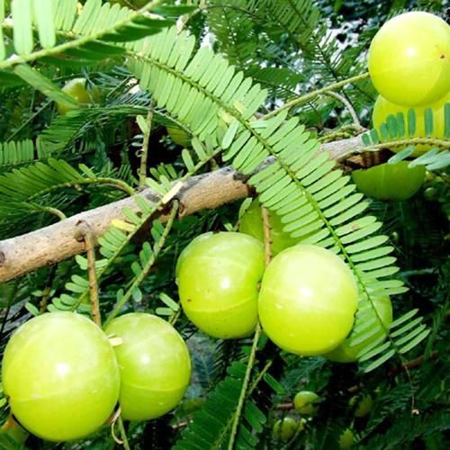 According To Ayurveda Good For Health Indian Gooseberry