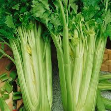 Green Color Fresh Celery