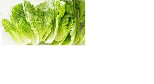 Green Color Fresh Lettuce