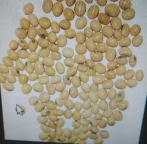 Low Moisture Organic Soybean