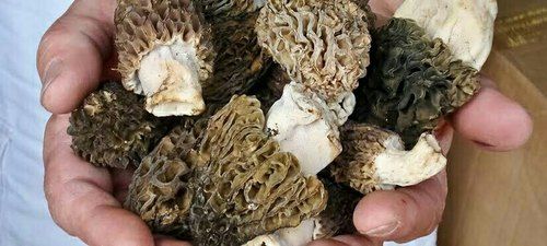 Off Green Natural Dried Morel Mushroom