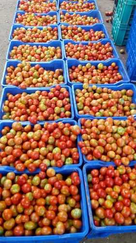 Export Quality Fresh Red Tomato
