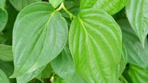 Fresh Green Betel Leaf