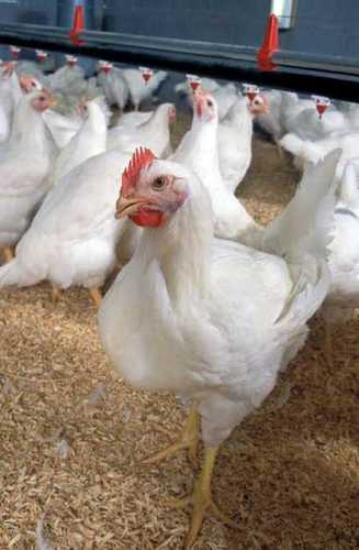 White Live Broiler Chicken 