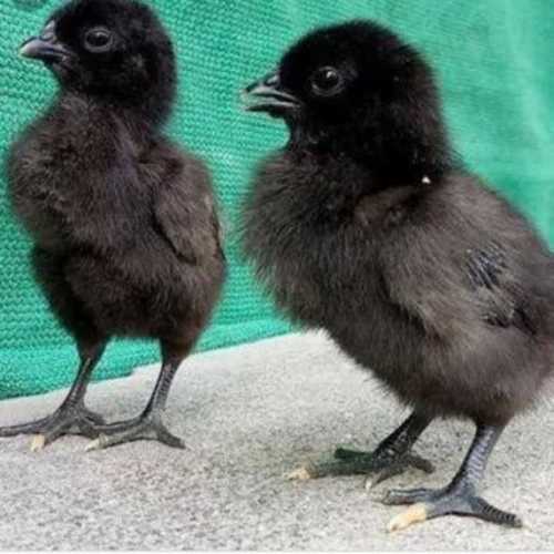 Black Live Indian Kadaknath Chick