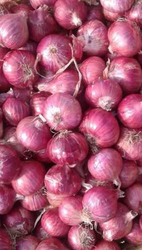 Circular Natural Fresh Red Onion