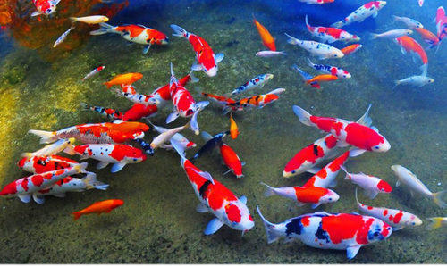 All Colors Japanese Koi Fish