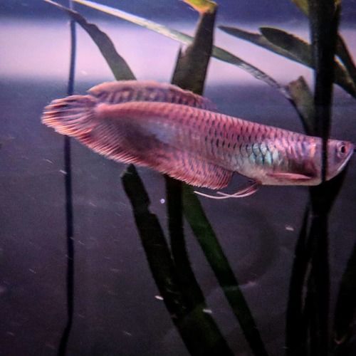 Snow Arowana Fish Dimension(L*W*H): 6-22 Inch (In)