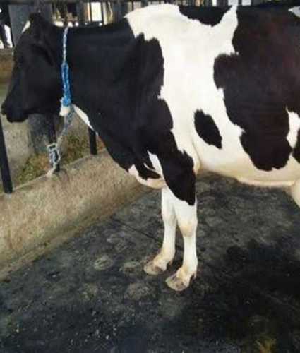 Black And White High Breed Hf Cow - Holstein Friesian