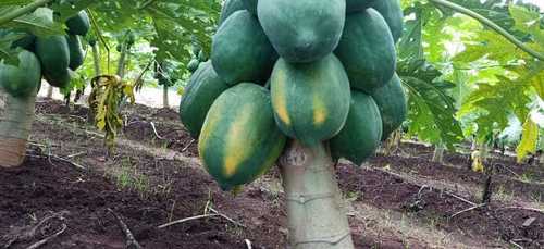 Pure Natural Green Papaya By RK Brothers