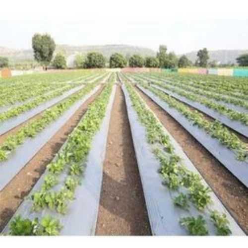 Smooth Surface Mulching Films Greenhouse Size: Small