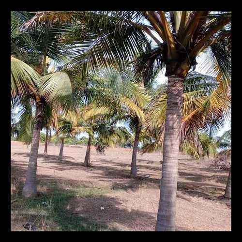 Plant Variable Height Coconut Trees