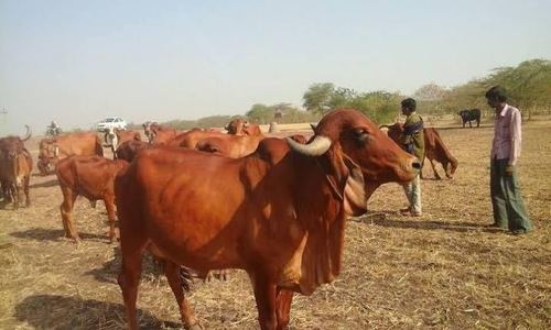 Healthy Gir Cow  Gender: Female