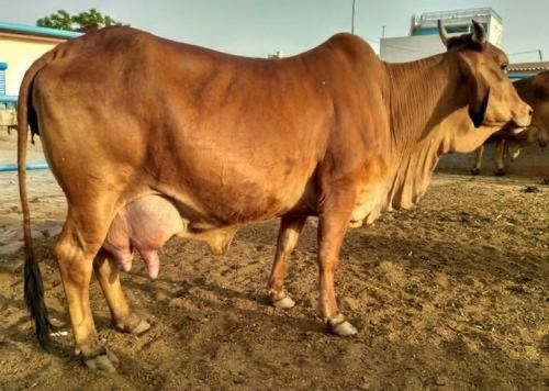 Brown Healthy Sahiwal Cow 