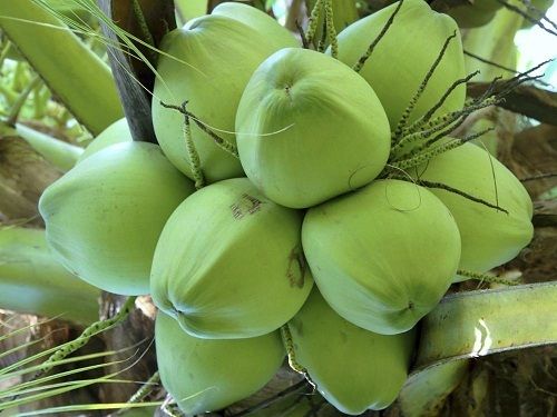 Natural Green Fresh Coconuts