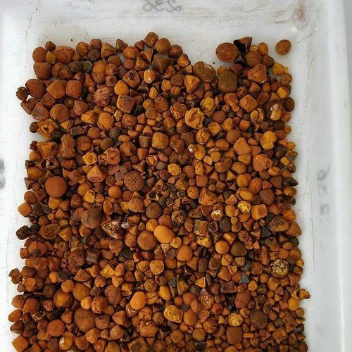 Cattle (Ox) Gallstones