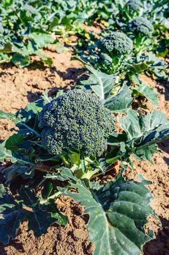 Instant Fresh Natural Green Broccoli