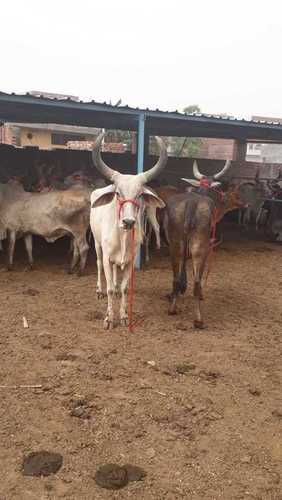 Brown Kankrej Cow